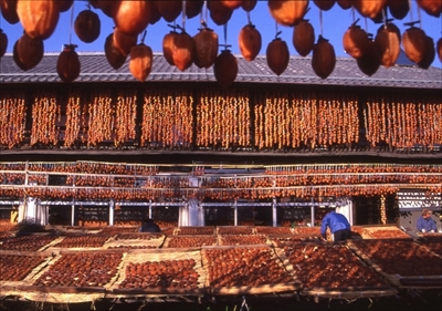 八ヶ岳生きものものがたり