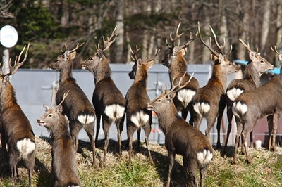 八ヶ岳生きものものがたり
