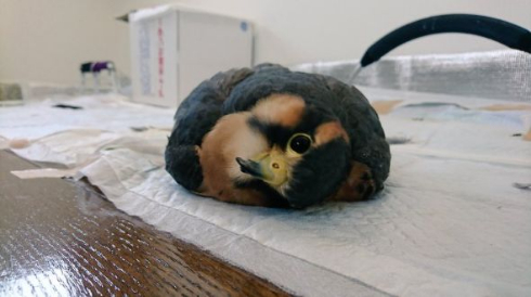 ハヤブサ だらけすぎ ペット