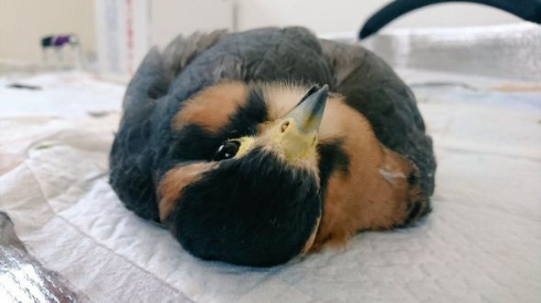 ハヤブサ だらけすぎ ペット