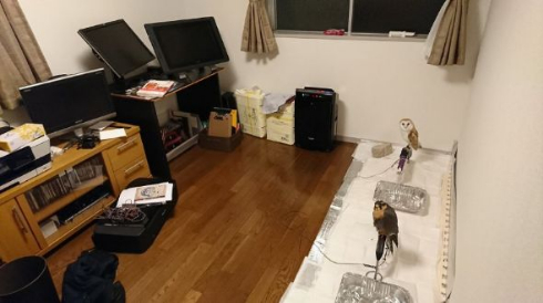 ハヤブサ だらけすぎ ペット