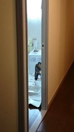 ハヤブサ だらけすぎ ペット