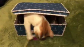 猫 宝箱 ミミック