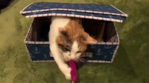 猫 宝箱 ミミック