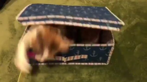 猫 宝箱 ミミック