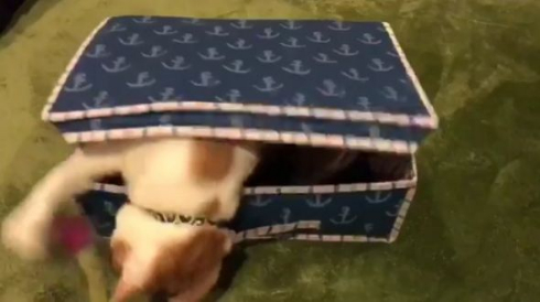 猫 宝箱 ミミック