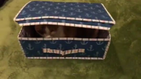 猫 宝箱 ミミック