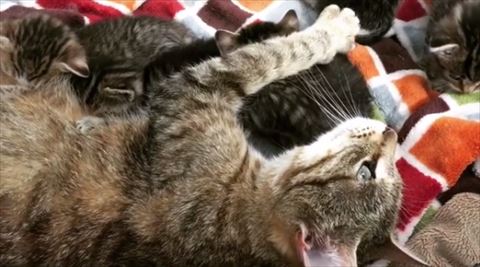 猫