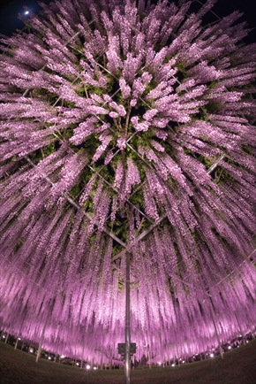 あしかがフラワーパーク