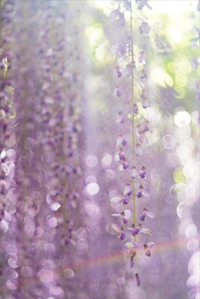 あしかがフラワーパーク