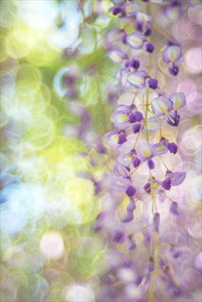 あしかがフラワーパーク