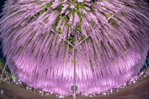 あしかがフラワーパーク