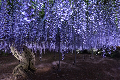 あしかがフラワーパーク