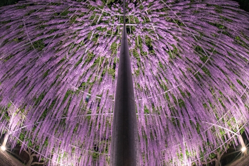 あしかがフラワーパーク