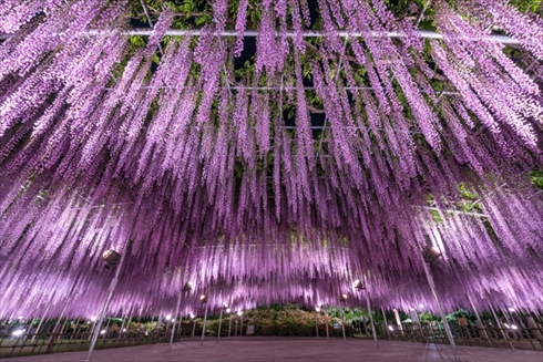 あしかがフラワーパーク