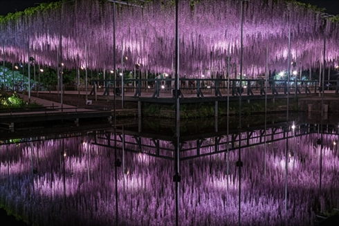 あしかがフラワーパーク