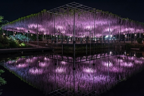 あしかがフラワーパーク