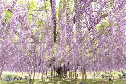 あしかがフラワーパーク