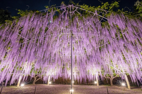 あしかがフラワーパーク