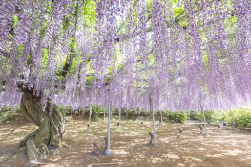 あしかがフラワーパーク