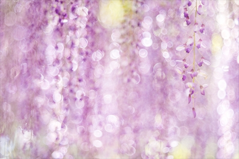 あしかがフラワーパーク