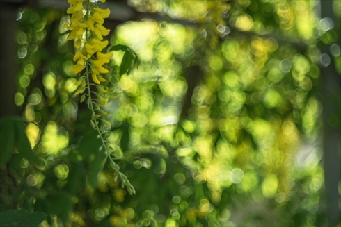 あしかがフラワーパーク