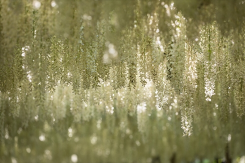 あしかがフラワーパーク