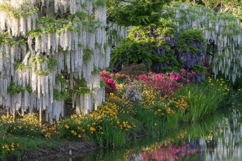 あしかがフラワーパーク