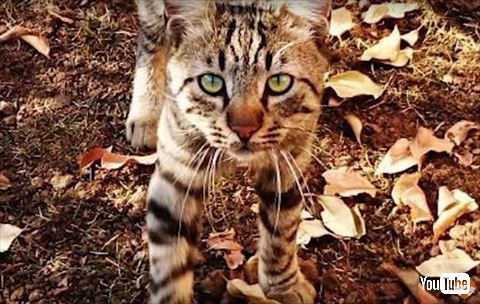 猫