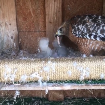 ヒナを育てる鷹