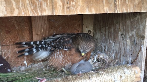 ヒナを育てる鷹