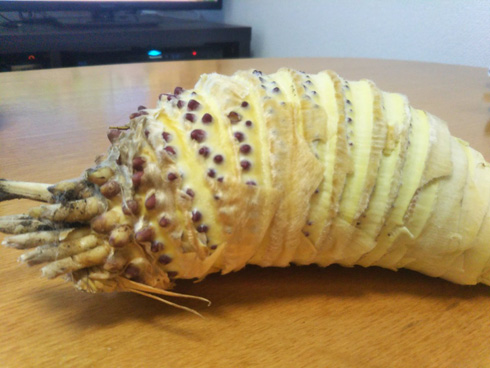 王蟲そっくりタケノコ