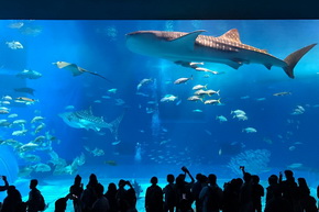 トリップアドバイザー