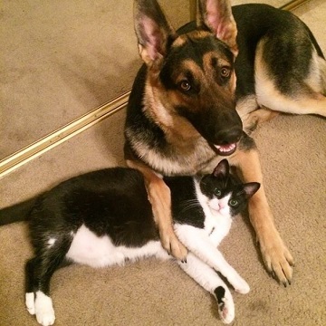 バロンとアルヴィン