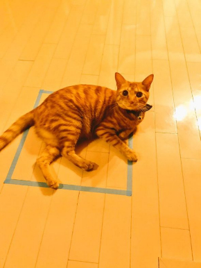 猫 四角 箱 認識