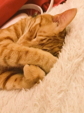 猫 四角 箱 認識