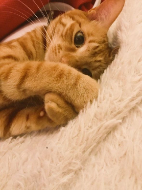 猫 四角 箱 認識