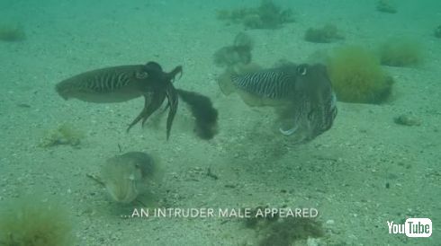イカ オス 戦い 交配 メス 奪い合い