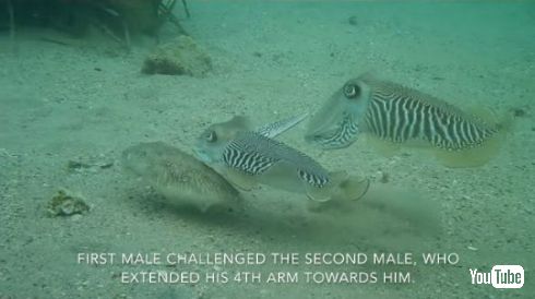 イカ オス 戦い 交配 メス 奪い合い