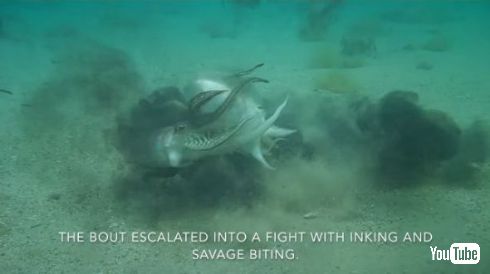 イカ オス 戦い 交配 メス 奪い合い