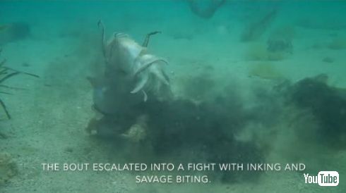 イカ オス 戦い 交配 メス 奪い合い