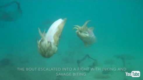 イカ オス 戦い 交配 メス 奪い合い