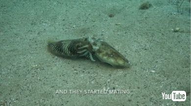 イカ オス 戦い 交配 メス 奪い合い