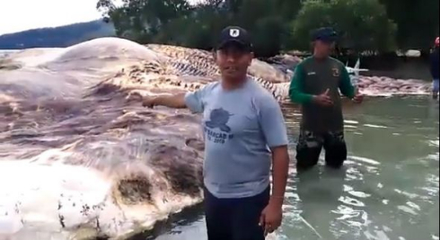 インドネシア 謎 巨大生物 イカ クジラ