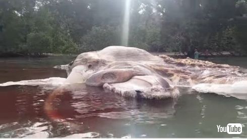 インドネシア 謎 巨大生物 イカ クジラ