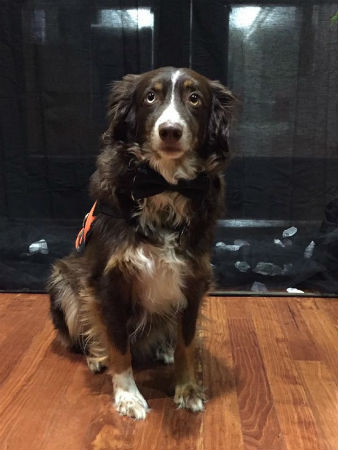 プロムのシナトラ