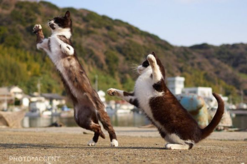 のら 猫 スタンド使い ジョジョ