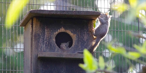 井の頭自然文化園ニホンリス