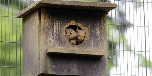 井の頭自然文化園ニホンリス