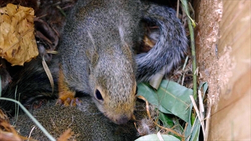 井の頭自然文化園ニホンリス